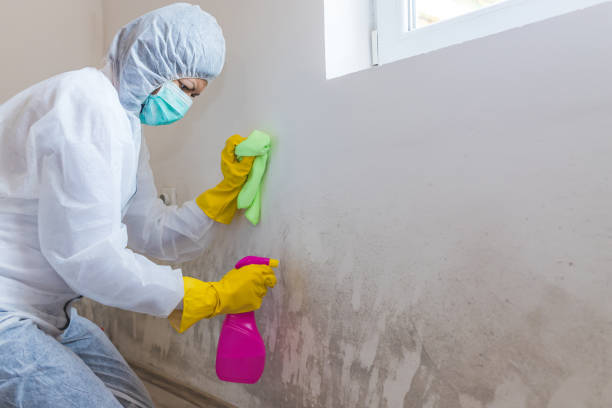 Best Emergency Mold Remediation in Algoma, WI